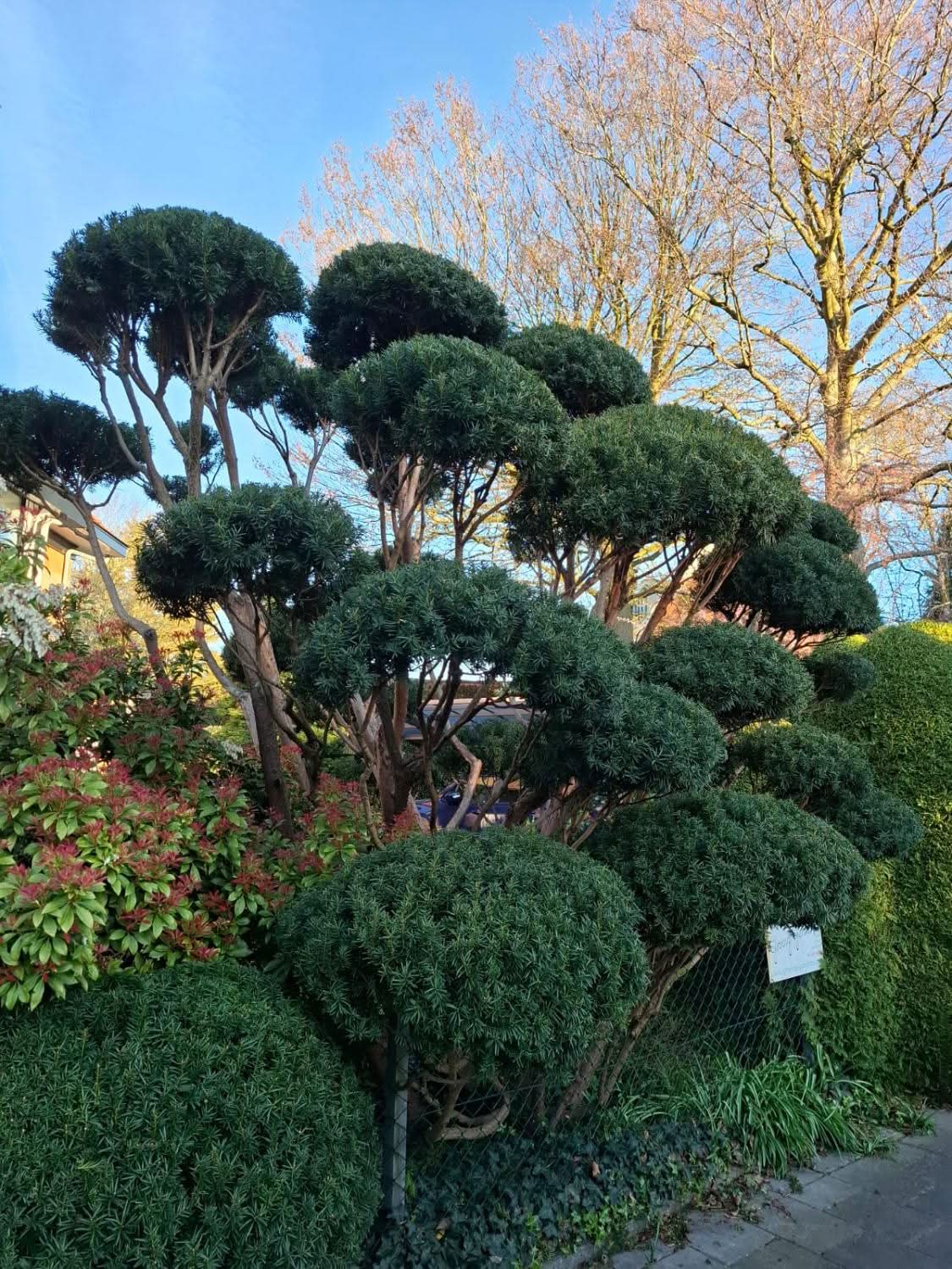 groovy gardens 17